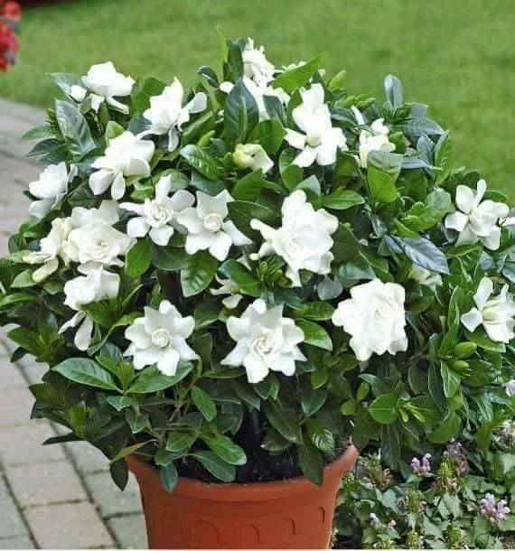 Cape Jasmine Seeds
